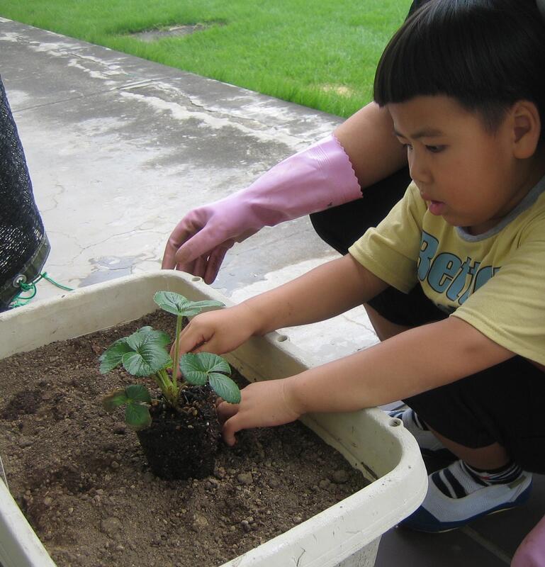 昨年９月幼児がいちごの苗を植えています