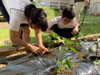 中学生がピーマンの苗を植えている画像