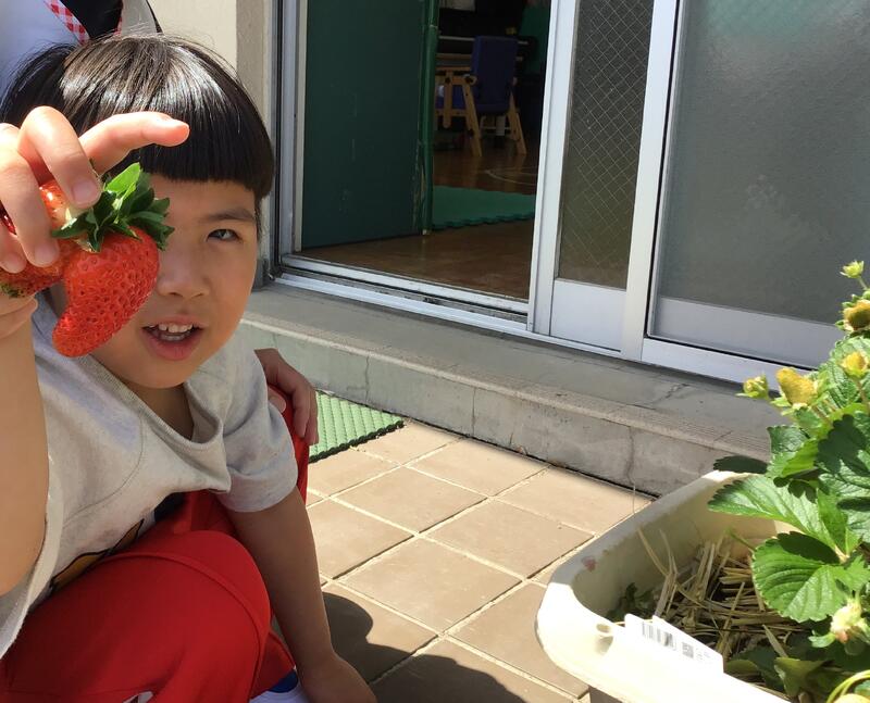 幼児がとったいちごを持って笑っています