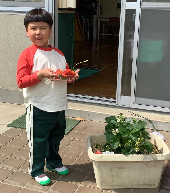 幼児がたくさんとったいちごを持って喜んでいます
