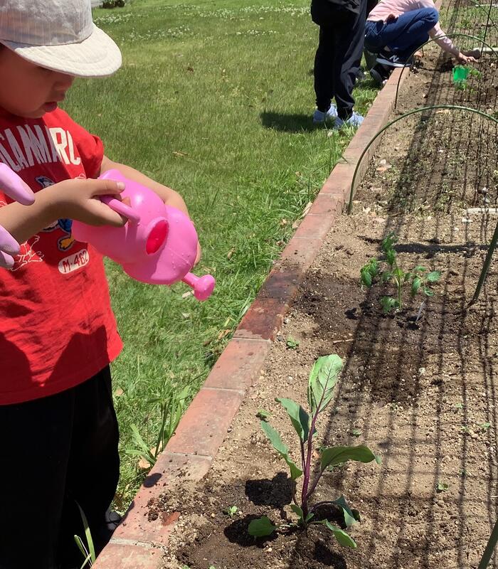幼児が植えた苗にじょうろで水をやっています