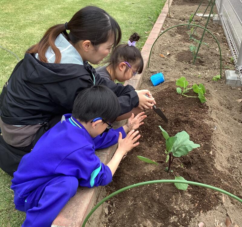 児童が先生と一緒に野菜の苗を植えています