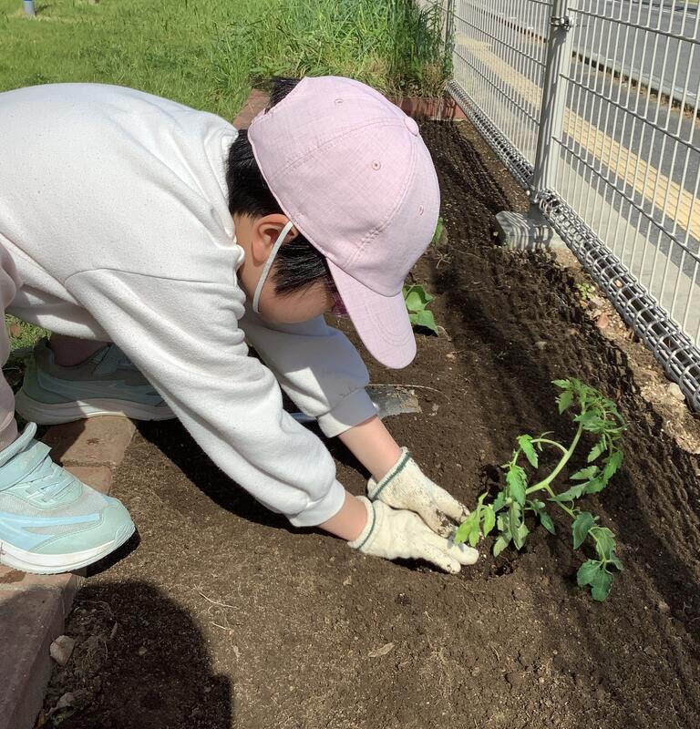 児童が野菜の苗を植えています