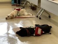 ２匹の盲導犬が床の上で横になりくつろいでいる