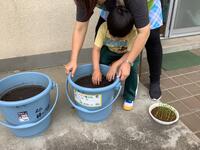 幼稚部幼児がバケツになかに稲の苗を植えている