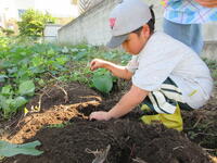 幼稚部幼児の芋掘りの様子