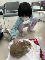 ウサギの背中を触る児童