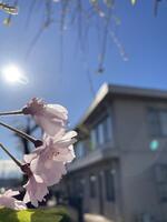 校庭の桜の花のアップ画像
